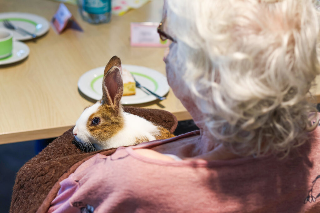 Kuschelige Kaninchen besuchten unsere Altenpflegeheime und sorgten bei den Bewohner:innen für strahlende Gesichter (Foto: Friederike Stecklum).