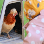 Huhn Aurora überlegt noch, ob es den sicheren Stall verlässt (Foto: Friederike Stecklum).