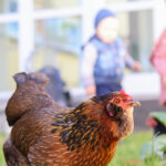 Das Huhn Brunhilde erkundet den Innenhof (Foto: Friederike Stecklum).