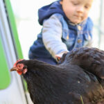 Emilian nimmt vorsichtig Kontakt mit Huhn Laura auf (Foto: Friederike Stecklum).