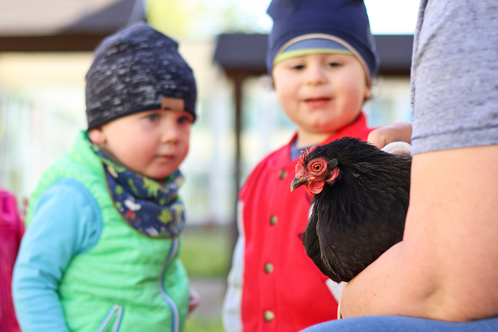 Neugierig nähern sich die Kinder unserer Kita "Gerne-Groß" dem Huhn Laura. Es ist eines von vier Leihühnern, das 14 Tage zu Gast in der Kita war (Foto: Friederike Stecklum).