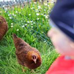 Huhn Helena hat für eine Überraschung im Innenhof gesorgt (Foto: Friederike Stecklum).