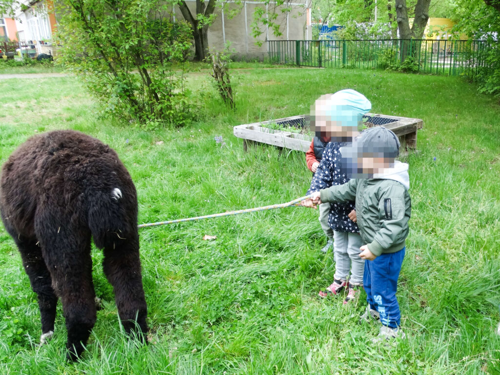 Osterfest 2025 Kita Mockauer Spatzen mit Besuch der Alpakas Kinder mit Alpaka an einer Leine, Osterfest Kindertagesstätte "Mockauer Spatzen" 2025